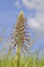 Goat's tongue (Himantoglossum hircinum), inflorescence with open white-purple flowers, in a meadow