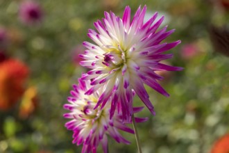 Dahlia (Dahlia), Münsterland, North Rhine-Westphalia, Germany