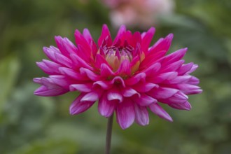 Dahlia (Dahlia), Otto Dix variety, Münsterland, North Rhine-Westphalia, Germany