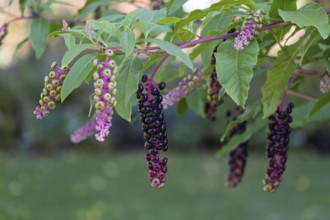 Pokeweed (Phytolacca), Münsterland, North Rhine-Westphalia, Germany