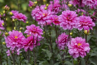 Dahlia bed, Münsterland, North Rhine-Westphalia, Germany