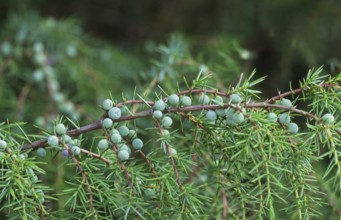 Common juniper (Juniperus communis), Buurserzand nature reserve, Netherlands