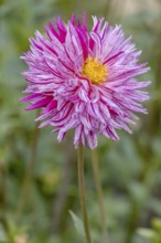 Dahlia (Dahlia), Münsterland, North Rhine-Westphalia, Germany