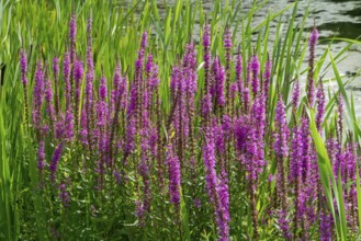 Purple loosestrife (Lythrum salicaria), spiky loosestrife, flowering purple lythrum, North