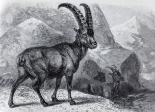 Alpine ibex (Capra ibex), historical book illustration, wood engraving