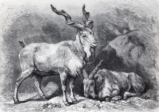 Screw-horned goat (Capra Falconeri), historical book illustration