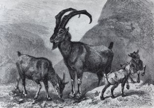 Bezoar goat (Capra aegargus), historical book illustration, wood engraving