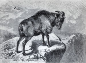 Thar (Capra bubalina), historical book illustration, wood engraving, Brockhaus