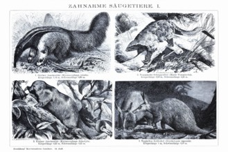 Plate of toothless mammals, anteaters (Myrmecophaga jubata, Myrmecophaga didactyla), pangolin