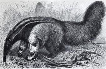 Giant anteater (Myrmecophaga jubata), historical book illustration, wood engraving Brockhaus