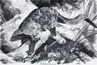 Temminck's pangolin (Manis Temminckii), historical book illustration, wood engraving