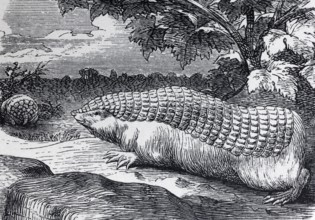 Small girdled gauze (Chlamydophorus truncatus), historical book illustration, wood engraving