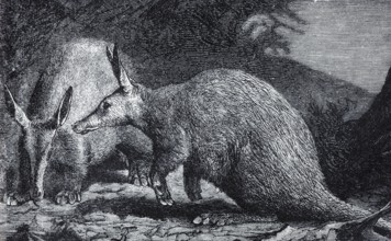 Cape aardvark (Orycheropus capensis), historical book illustration, wood engraving