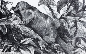 Silky anteater (Myrmecophaga didactyla), historical book illustration, wood engraving