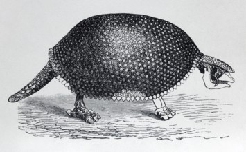 Glyptodon (Glyptodon clavipes), extinct giant armoured animal from the Pleistocene, historical book