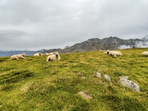 Flock of sheep in the high mountains on Hohe Mut Alm in the Ötztal Alps, Gurgl, Sölden, Tyrol,