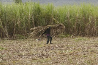 Labourer transporting sugar cane, farm worker, harvest, sugar, sugar cane cultivation, field,