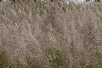 Sugar cane, harvest, sugar, sugar cane cultivation, field, agriculture, food production, Negros