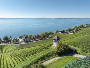 Aerial view of a vineyard, vineyard slope with winery tower at the historic Haltnau winery near