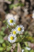 Annual ragweed (Erigeron annuus), by the wayside in a field, Wilnsdorf, North Rhine-Westphalia,