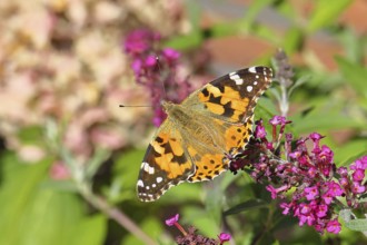Thistle butterfly (Vanessa cardui) on a Buddleja davidii flower, Wilnsdorf, North Rhine-Westphalia,