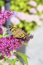 Thistle butterfly (Vanessa cardui) on a Buddleja davidii flower, Wilnsdorf, North Rhine-Westphalia,