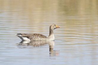 Greylag goose (Anser anser), swimming on a pond, Wagbachniederung nature reserve, Waghäusel,