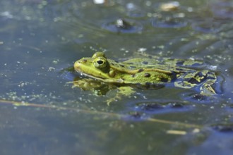 Edible Frog (Pelophylax esculentus) in spawning waters, Wagbachniederung nature reserve, Waghäusel,