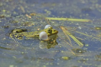 Edible Frog (Pelophylax esculentus) calling male in spawning water, Wagbachniederung nature