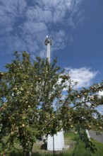 Apple tree with fruit behind a transmission mast, Eckental, Middle Franconia, Bavaria, Germany