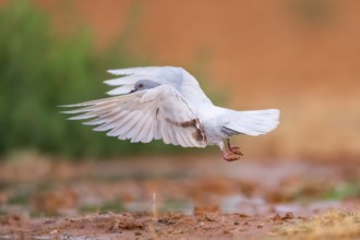 Rock dove (Columba livia) flying on a farmers field, Belchite, Aragon, Saragossa, Spain