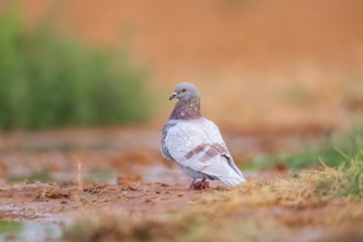 Rock dove (Columba livia) on a farmers field, Belchite, Aragon, Saragossa, Spain