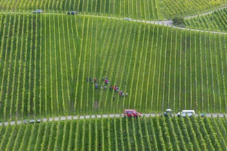 Several people are busy in a large vineyard with rows of vines, grape grape harvest, near Korb,