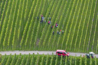 Team of harvesters working in the vineyard next to a red vehicle, grape grape harvest, near Korb,
