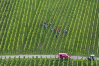 Harvest workers collecting grapes in the vineyard, red car next to it, grape grape harvest, near