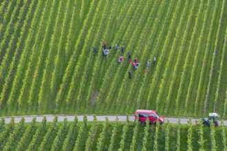 Harvester at work in a green vineyard with a red vehicle, grape grape harvest, near Korb, Rems