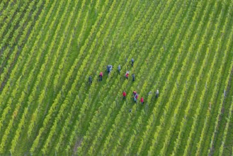 People collecting grapes in dense rows of a green vineyard, grape grape harvest, near Korb, Rems