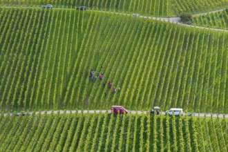 A group of people harvesting grapes in a green vineyard landscape, grape grape harvest, near Korb,