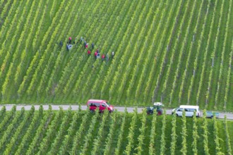 People harvesting grapes in a vineyard, two vehicles at the edge, grape grape harvest, near Korb,