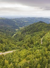 Winding road through dense green forests on gentle hills, Black Forest, Seebach, Germany