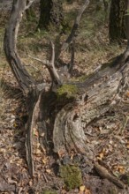 Weathered tree stump overgrown with moss in an autumn forest, Todholz, Netherlands