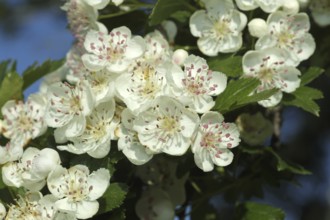 Hawthorn (Crataegus) flowers, Allgäu, Bavaria, Germany, Allgäu, Bavaria, Germany
