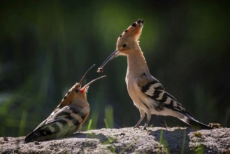Hoopoe (Upupa epops) Bird of the Year 2022, male with food for his female, bridal gift, pair