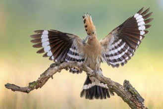Hoopoe (Upupa epops) Bird of the Year 2022, male with food, bridal gift, pair formation, courtship,