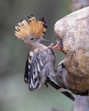 Hoopoe (Upupa epops) Bird of the Year 2022, male with food for his female, bridal gift, mating,