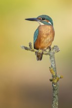 Kingfisher (Alcedo atthis) Indicator for clean flowing waters, young female at sunrise, on perch