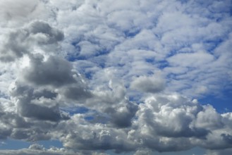 Cloudy sky with below many cumulus clouds cumulus clouds cluster clouds under bright blue sky,