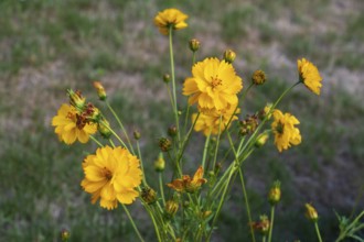 Yellow ornamental basket (Cosmos sulphureus), flower bed, summer flower-bed, North