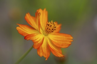 Yellow ornamental basket (Cosmos sulphureus), single flower, close-up, North Rhine-Westphalia,