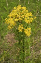 Jacob's ragwort (Jacobaea vulgaris), Ruhr area, North Rhine-Westphalia, Germany